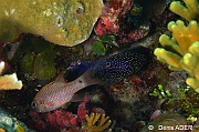 Apogon capricornis-Calloplesiops altivelis Poisson comete Wakatobi Wangi Island-15m-20180601-Denis-ADER-DSC_2886_tn